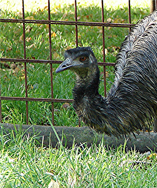 20051013 034DSCw [D-HM] Emu (Dromaius novaehollandiae), Bad Pyrmont