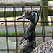20051013 035DSCw [D-HM] Emu (Dromaius novaehollandiae), Bad Pyrmont