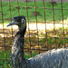 20051013 033DSCw [D-HM] Emu (Dromaius novaehollandiae), Bad Pyrmont