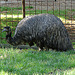 20051013 034DSCw [D-HM] Emu (Dormaius novaehollandiae), Bad Pyrmont