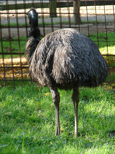 20051013 037DSCw [D-HM] Emu (Dromaius novaehollandiae), Bad Pyrmont