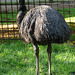 20051013 037DSCw [D-HM] Emu (Dromaius novaehollandiae), Bad Pyrmont