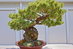Bonsai Japanese White Pine – Phipps Conservatory, Pittsburgh, Pennsylvania