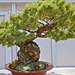 Bonsai Japanese White Pine – Phipps Conservatory, Pittsburgh, Pennsylvania
