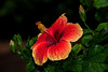 NICE: Parc Phoenix: Hibiscus Rose de Chine (Hibiscus rosa-sinensis). 01