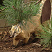 20060901 0629DSCw [D-DU] Südamerikanischer Nasenbär (Nasua nasua), Zoo Duisburg