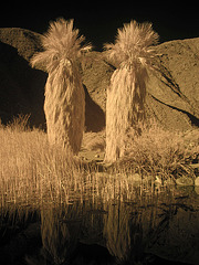 Borrego Palm Canyon - IR (0042)