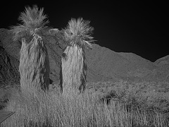 Borrego Palm Canyon - IR (0044)
