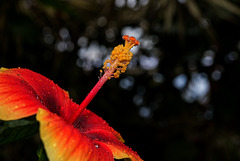 NICE: Parc Phoenix: Hibiscus Rose de Chine (Hibiscus rosa-sinensis). 02