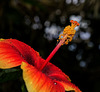 NICE: Parc Phoenix: Hibiscus Rose de Chine (Hibiscus rosa-sinensis). 03