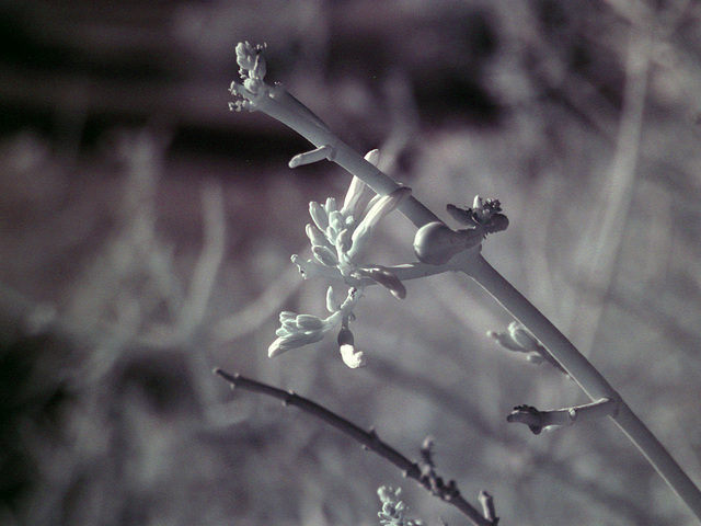 Desert Flower - IR (0035)