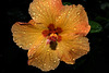 NICE: Parc Phoenix: Hibiscus Rose de Chine (Hibiscus rosa-sinensis). 05