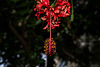 NICE: Parc Phoenix: Hibiscus schizopetalus. 01
