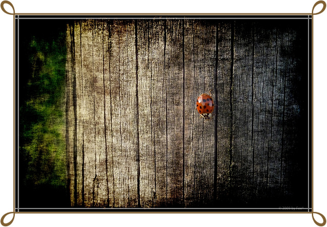 november ladybug