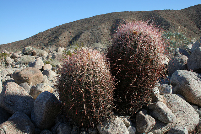 Barrel Cacti (3453)