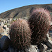 Barrel Cacti (3453)