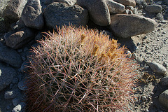 Barrel Cacti (3454)