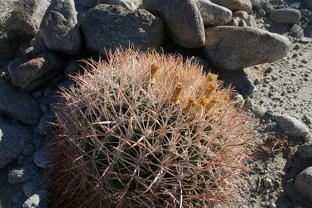 Barrel Cacti (3454)