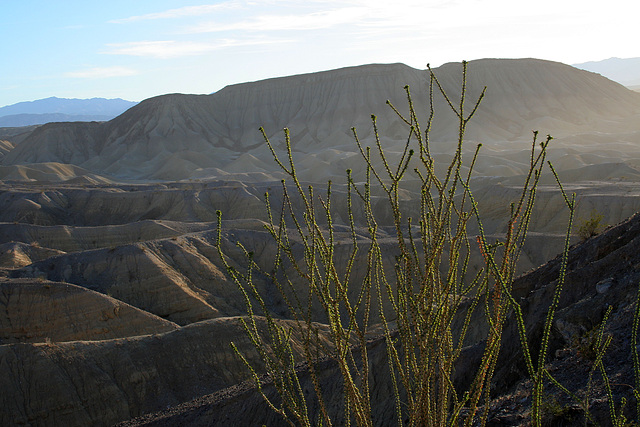 Ocotillo with a view (3555)