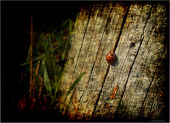 ladybug(2)