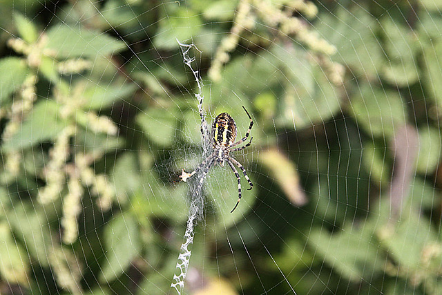 20090813 0061Aw [D~MI] Wespenspinne (Argiope bruennichi), Großes Trofmoor, Hille