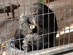 20051013 0008DSCw [D-HM] Schimpanse (Pan troglodytes), Bad Pyrmont