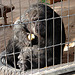 20051013 0008DSCw [D-HM] Schimpanse (Pan troglodytes), Bad Pyrmont