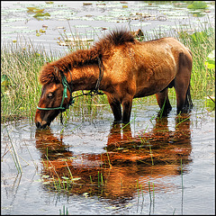 Lotos lagoon horse