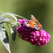 20090930 0852Aw [D~LIP] Tagpfauenauge (Inachis io), Schmetterlingsstrauch (Buddleja davidii 'Royal Red'), Bad Salzuflen