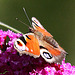 20090930 0852Aw [D~LIP] Tagpfauenauge (Inachis io), Schmetterlingsstrauch (Buddleja davidii 'Royal Red'), Bad Salzuflen
