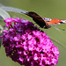 20090930 0853Aw [D~LIP] Tagpfauenauge (Inachis io), Schmetterlingsstrauch (Buddleja davidii 'Royal Red'), Bad Salzuflen