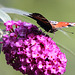 20090930 0854Aw [D~LIP] Tagpfauenauge (Inachis io), Schmetterlingsstrauch (Buddleja davidii 'Royal Red'), Bad Salzuflen