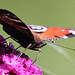 20090930 0854Aw [D~LIP] Tagpfauenauge (Inachis io), Schmetterlingsstrauch (Buddleja davidii 'Royal Red'), Bad Salzuflen
