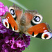 20090930 0855Aw [D~LIP] Tagpfauenauge (Inachis io), Schmetterlingsstrauch (Buddleja davidii 'Royal Red'), Bad Salzuflen