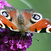 20090930 0856Aw [D~LIP] Tagpfauenauge (Inachis io), Schmetterlingsstrauch (Buddleja davidii 'Royal Red'), Bad Salzuflen