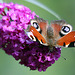 20090930 0857Aw [D~LIP] Tagpfauenauge (Inachis io), Schmetterlingsstrauch (Buddleja davidii 'Royal Red'), Bad Salzuflen
