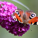 20090930 0858Aw [D~LIP] Tagpfauenauge (Inachis io), Schmetterlingsstrauch (Buddleja davidii 'Royal Red'), Bad Salzuflen