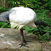 20090527 0203DSCw [D~LIP] Heiliger Ibis (Threskiornis aethiopicus), Vogelpark Detmold-Heiligenkirchen