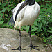 20090527 0204DSCw [D~LIP] Heiliger Ibis (Threskiornis aethiopicus), Vogelpark Detmold-Heiligenkirchen