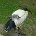 20090527 0205DSCw [D~LIP] Heiliger Ibis (Threskiornis arthiopicus), Vogelpark Detmold-Heiligenkirchen