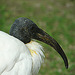 20090527 0206DSCw [D~LIP] Heiliger Ibis (Threskiornis aethiopicus), Vogelpark Detmold-Heiligenkirchen