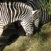 20051013 0027DSCw [D-HM] Zebra, Bad Pyrmont