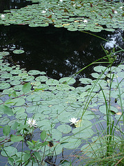 Jardin flottant de nénufars / Water-lilies floating garden
