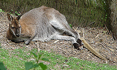 20090527 0207DSCw [D~LIP] Bennet-Känguru (Macropus rufogrieseus)