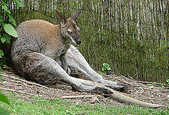 20090527 0208DSCw [D~LIP] Bennet-Känguru (Macropus rufogrieseus)