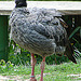 20090527 0217DSCw [D~LIP] Halsband-Wehrvogel (Chauna torquata), Vogelpark DT-Heiligenkirchen