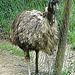 20090527 0231DSCw [D~LIP] Emu (Dromaius novachollandiae)