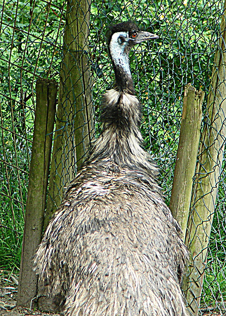 20090527 0232DSCw [D~LIP] Emu (Dromaius novaehollandiae)