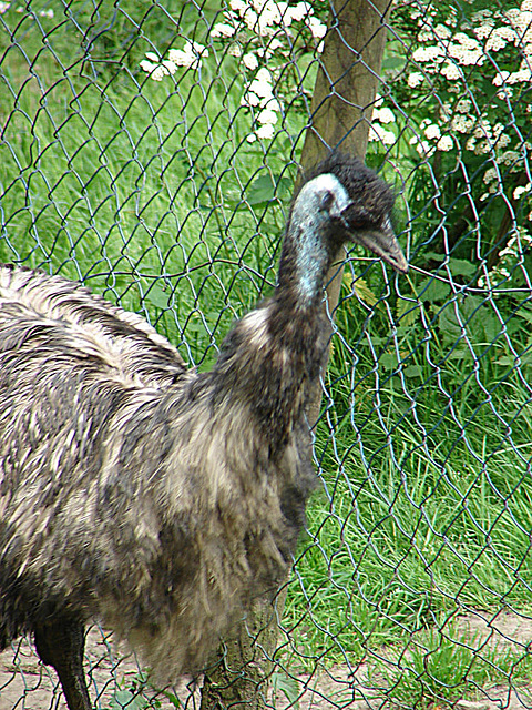 20090527 0233DSCw [D~LIP] Emu (Dromaius novaehollandiae)