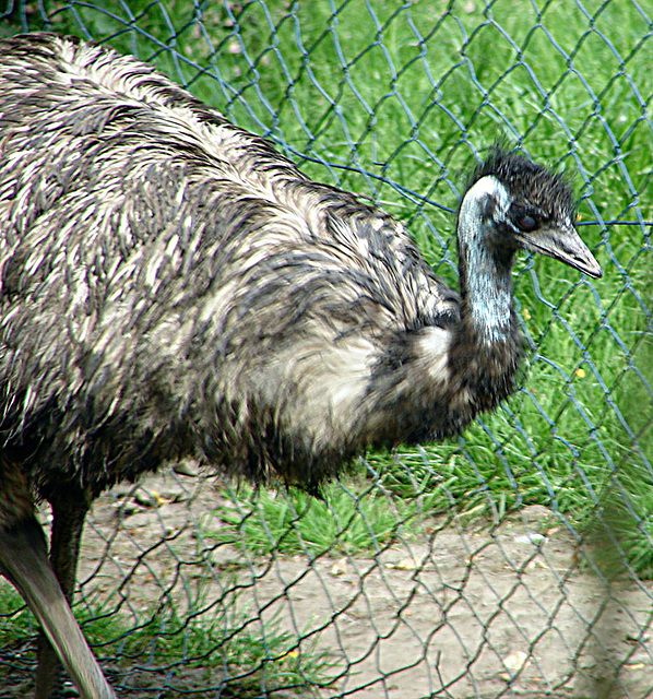 20090527 0234DSCw [D~LIP] Emu (Dromaius novaehollndiae)
